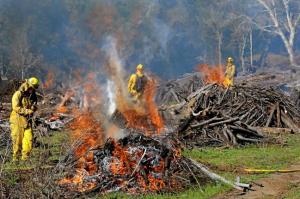 Image of Forestry firefighters